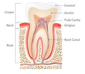 disgram of a tooth | Root Canals in Monroe MI | Kuras Dental Health Associates